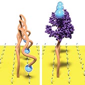 Aptamers