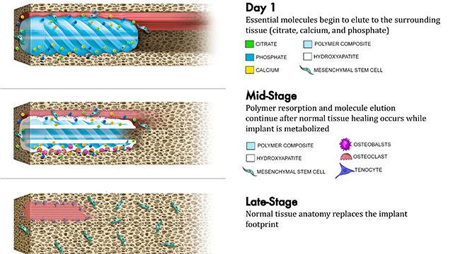 Citregen reabsorption