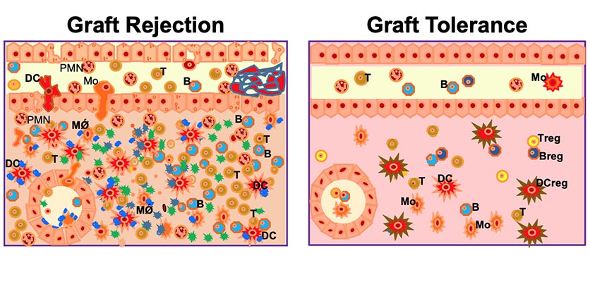 Image from James Mathew's research