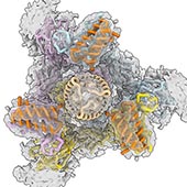 SARS-CoV-2 spike protein