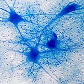 Neurons