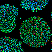 Cells supported by an oxygenation device